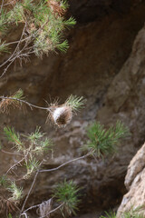 Bag-shelter moth processionary caterpillars