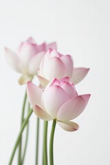 Naklejka premium Three lotus flowers, showcasing soft pink petals against a bright white background, elegance.