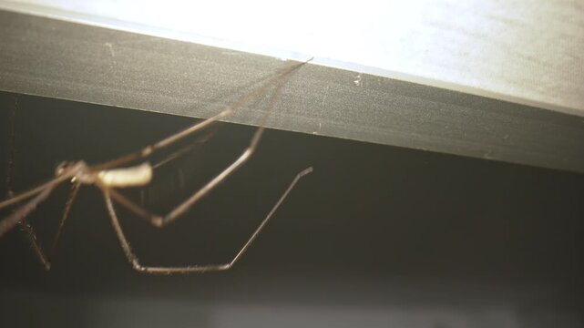 Cellar Spider Hanging Under Surface indoors, macro. Long Legged Spider Closeup, Daddy long legs Spider. House Spider in Dark Room Corner. Thin Legged Arachnid Inside Apartment. Pholcus phalangioides