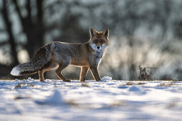 A fox is watching its surroundings at the edge of the forest