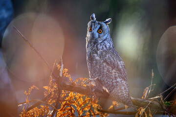 The owl is sitting on a branch in the forest, looking around