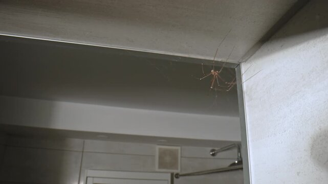 Daddy Long Legs Spider in Bathroom Interior. House Spider Web in Modern Bathroom. Long Legged Spider Hanging on Bathroom Wall