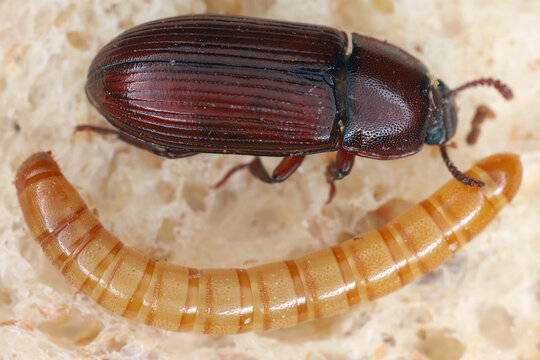 Uloma rufa, species of beetle from the family Tenebrionidae, Darkling beetles. Adult and larva on bread.