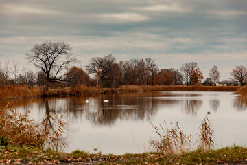 Fototapeta premium A cloudy autumn day at a lake with distant trees, Poland, background or wallpaper