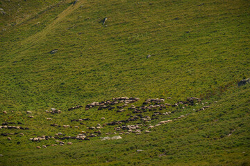 Flock of sheep grazing on green mountain pasture in summer