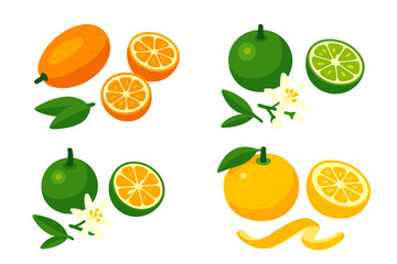 Four different types of citrus fruits are shown in various stages of ripeness