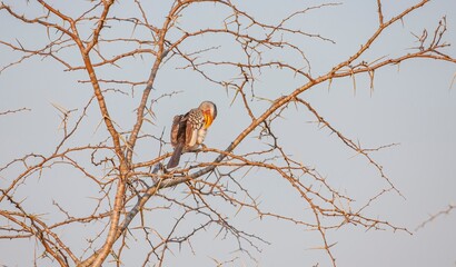 Yellow-billed hornbill (Tockus leucomelas), an African hornbill species belonging to the hornworm species. This photo was taken in Imfolozi National Park, South Africa.