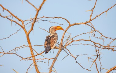 Yellow-billed hornbill (Tockus leucomelas), an African hornbill species belonging to the hornworm species. This photo was taken in Imfolozi National Park, South Africa.