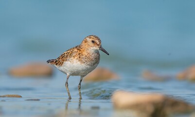 
The Little Stint (Calidris minuta) is a wetland species found in Asia, Europe and North Africa.