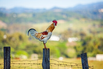 Gallo de rancho
