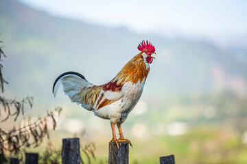 Gallo de rancho