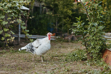 Turkey, farm, bird, outdoor, white, male, walking, rural. Adult tom turkey standing in a backyard garden, calm and alert, white plumage with black markings, natural farm livestock scene.