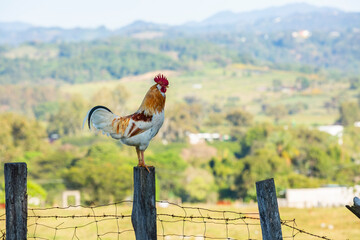 Gallo de rancho