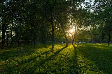 Park clearing with long shadows at sunset in early autumn