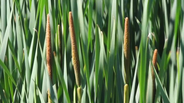 Closeup of cattails with long strap-like leaves and brown flower heads in a marsh in southern Colorado