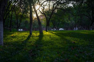 Naklejka premium Park clearing with long shadows at sunset in early autumn