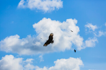 Zopilote - buitre negro