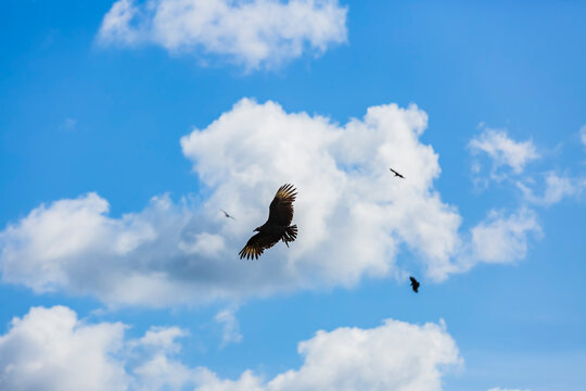 Zopilote - buitre negro