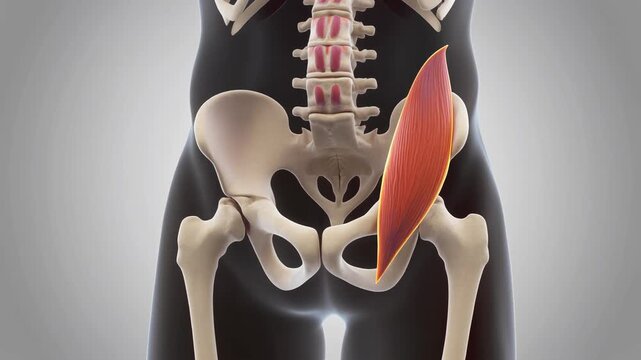 Human Inferior Gemellus Muscle Anatomy Animation