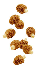 Falling Morel mushroom, Gyromitra isolated on white background, clipping path, full depth of field