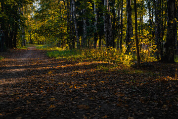 Obraz premium Autumn forest path with fallen leaves and golden sunlight