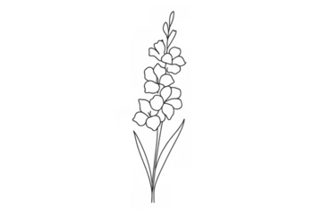 Gladiolus flower drawing outline creating botanical vintage illustration design on transparent background