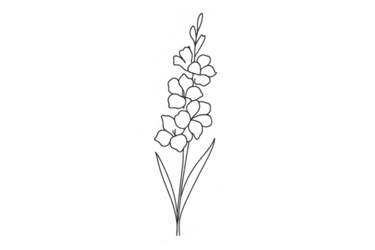 Gladiolus flower drawing outline creating botanical vintage illustration design on transparent background - Powered by Adobe