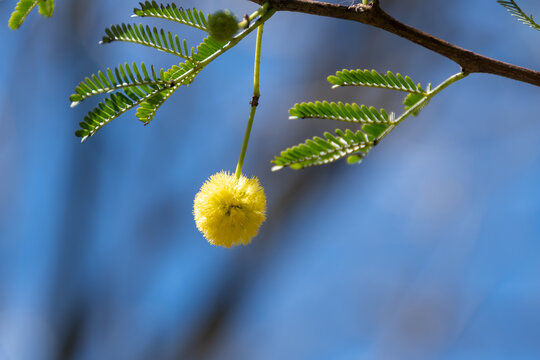 The leucaena Leucaena leucocephala flower is characterized by being small, white, and grouped in a spherical inflorescence.