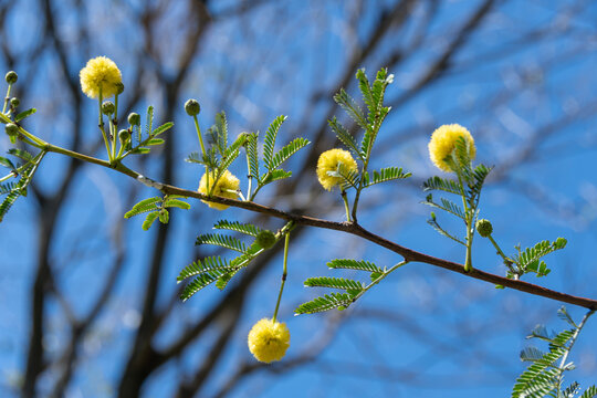 The leucaena Leucaena leucocephala flower is characterized by being small, white, and grouped in a spherical inflorescence.