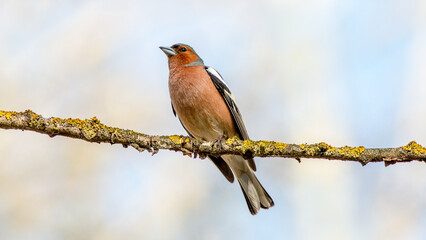 red tailed tit