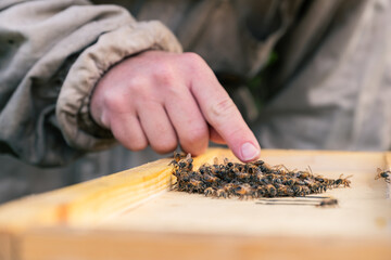 Close up of a beekeepers hand close to a small swarm of bees