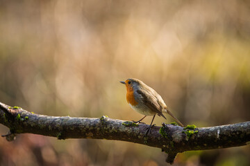 Bird (Robin) perched on a branch with a blurred bokeh background