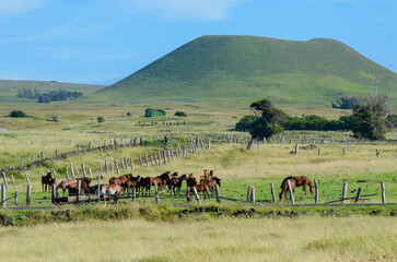 Grazing Horses on Easter Island with Green Hills Under Blue Sky