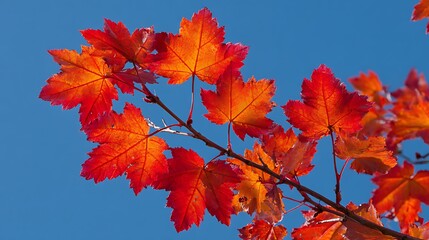 Vibrant red and orange maple leaves against a clear blue autumn sky