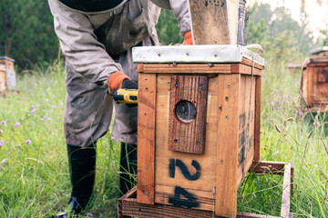 Beekeeper using an electric drill to tighten a screw on a wooden beehive 
