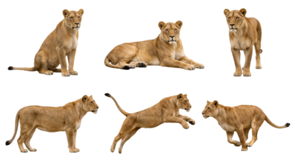Set of a lioness in different poses, standing, sitting, lying, running and jumping isolated on a transparent background