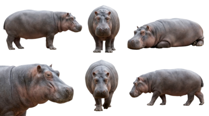 Collection of a hippopotamus in different poses, standing, lying, walking isolated on a transparent background