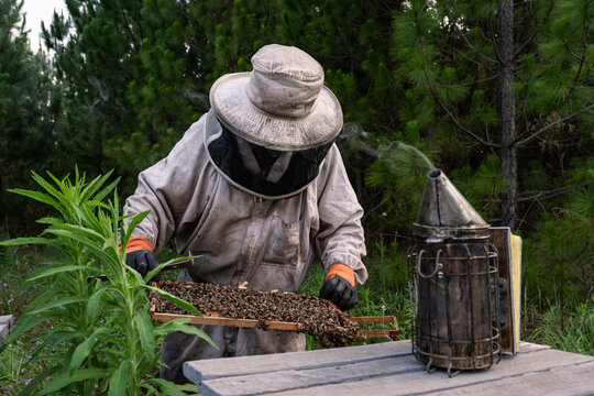 Beekeeper inspecting a frame with a swarm of bees - Powered by Adobe