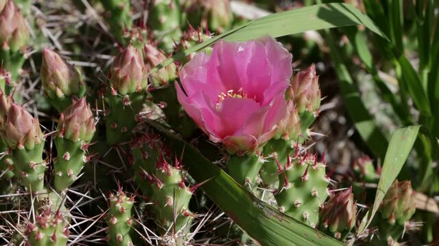 Closeup of a Beavertail cactus in bloom at Black Canyon of the Gunnison National Park in Colorado
