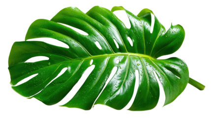 Monstera Leaf: A close-up shot of a vibrant, tropical monstera leaf, showcasing its iconic fenestrations and lush, green surface, radiating the essence of the exotic