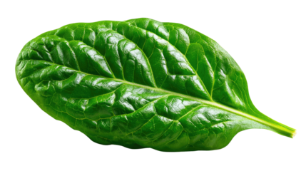 Spinach Leaf's Beauty: A singular, vibrant green spinach leaf, with detailed texture. Capturing nature's essence in every delicate crease and vein.