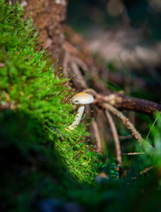 Funghi, Denmark