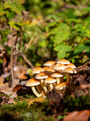 Funghi, Denmark