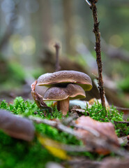 Funghi, Denmark