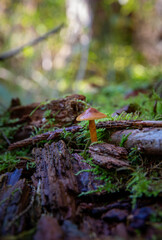Funghi, Denmark