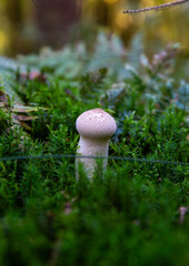 Funghi, Denmark