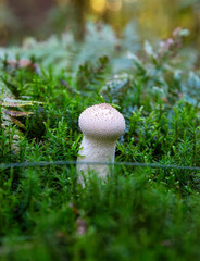 Funghi, Denmark