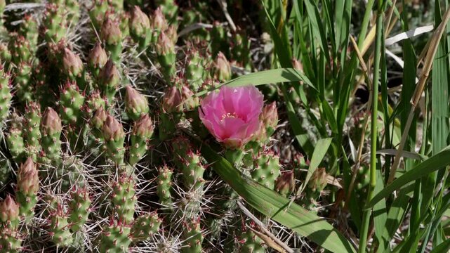 Beavertail cactus in bloom at Black Canyon of the Gunnison National Park in Colorado