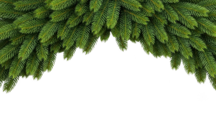 Lush Green Fir Tree Branches Forming an Arch Against Black Background evergreen spruce
