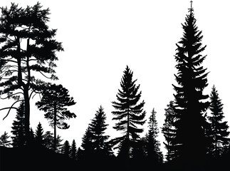 large black firs and pines isolated forest illustration